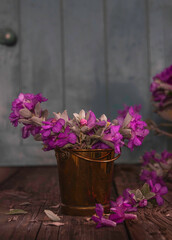 Pink flowers of Green Cloud Texas Sage in a metal bucket on wooden boards