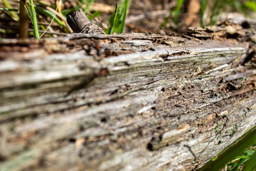 A dry log in the grass, on which large ants crawl. Rotten, old log