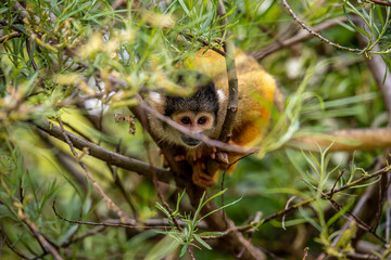 Totenkopfaffe klettert in Baumkrone