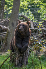 Bär ruht sich auf einem Baumstumpf aus