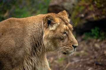 Fototapeta na wymiar Nahaufnahme von Kopf eines Löwenweibchen 