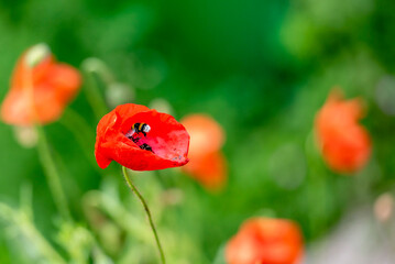 Hummel fliegt auf eine Mohnblume © Beat