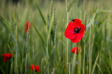 Hummel fliegt auf eine Mohnblume