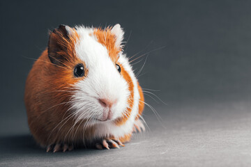 a brown guinea pig on grey backgrounds