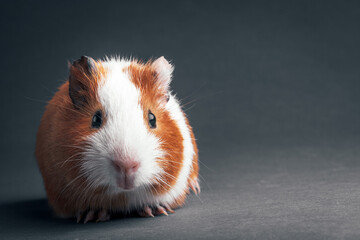 a brown guinea pig on grey backgrounds
