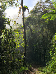 Amanecer en el Bosque Nublado Chocó Andino