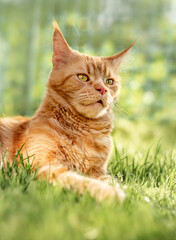 Serious red solid maine coon cat lying on green grass. Beautiful brushes on ears. Closeup