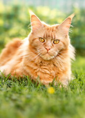 Naklejka na ściany i meble Female red solid maine coon cat lying on green grass. Beautiful brushes on ears. Closeup
