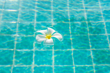 Fototapeta na wymiar White plumeria in the swimming pool.