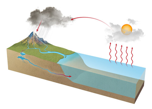 Water Cycle Diagram Images – Browse 1,269 Stock Photos ...