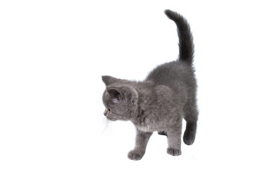 Fototapeta na wymiar British shorthair kitten looking up isolated on white