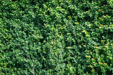climbing plants on the wall background
