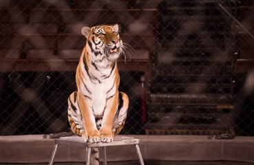 A circus tiger is obediently sitting on a pedestal in the arena. The grid is stretched around the...