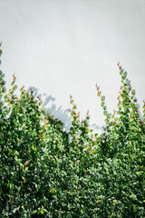 climbing plants on the wall background