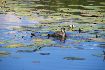 The popular nature reserve Wernsdorf lake (Wernsdorfer See) in federal state Brandenburg. A young coot catches a fish. Germany