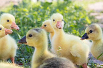 Cute little newborn yellow fluffy gosling.Group of young goslings on grass