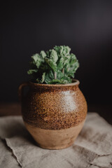 Antique clay pot with herbs. Bouquet of mint in a pot.