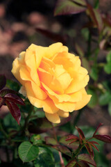 Colorful roses in summer garden