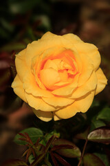 Colorful roses in summer garden