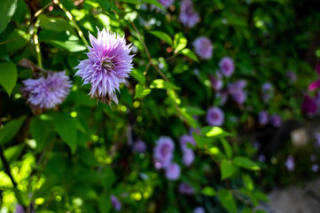 Obraz premium flower