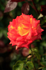 Colorful roses in summer garden