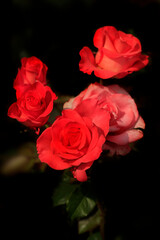 Colorful roses in summer garden