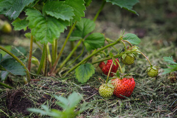A branch of small unripe strawberries growing outdoors.