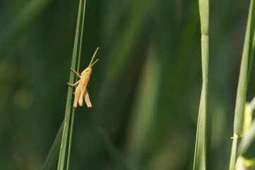 a small grasshopper sits on a thin stem