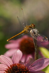 macro photo of a  dragonfly surrounded by  flowers