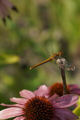 macro photo of a beautiful large dragonfly