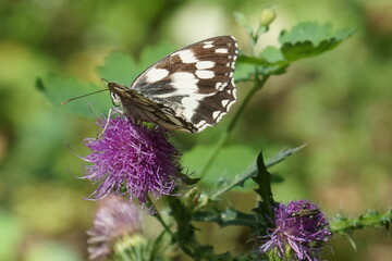 beautiful melangria butterfly on a purple thistle flower