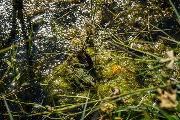 Nature reserve Pfrunger-Burgweiler-Ried in autumn