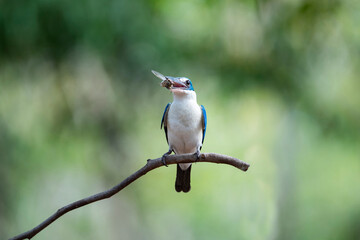 White - collared Kingfisher