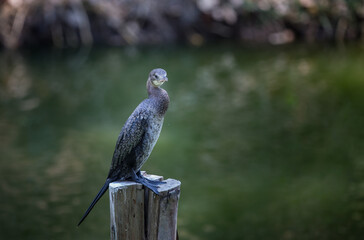 Little cormorant(Microcarbo niger) standing on a tree stump in the pool.
