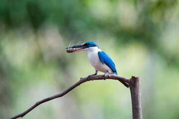 White - collared Kingfisher