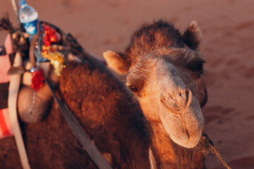 One Camel in the Desert Sahara. Sand and sun.