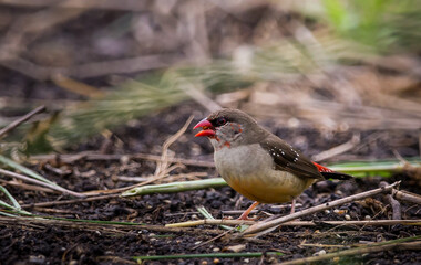  Red avadavat eating seeds on the ground in the field.