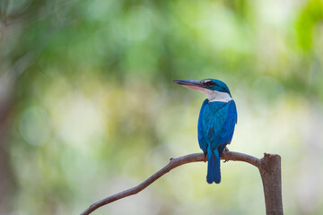 White - collared Kingfisher