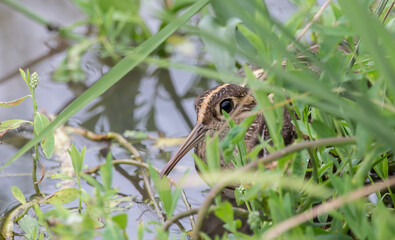 Greater Painted-snipe.males are hiding behind the clump of grass.