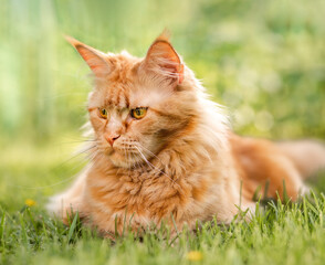Naklejka na ściany i meble Female red solid maine coon cat lying on green grass. Beautiful brushes on ears. Closeup profile view