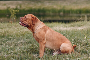 Portrait profile Dogue de Bordeaux. Dog pet. French Mastiff