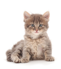 One small gray kitten.