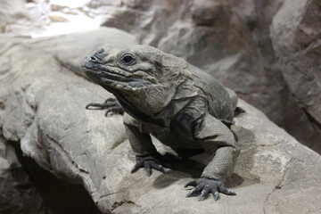 A Monitor Lizard Sits In A Cave On The Stones And Stares Intently At The Camera