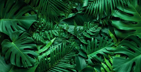 nahaufnahmenaturansicht des tropischen grünen monsterblattes und des palmenhintergrundes. Flache Lage, frisches Tapeten-Banner-Konzept © Nabodin