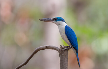 Collared kingfisher on branch tree in forest