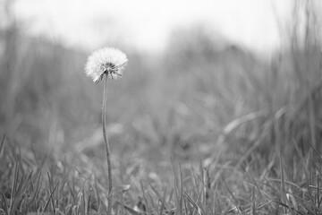 Fluffy dandelion grows in the garden. Side view. Black and white photo.