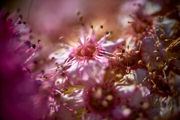 pink flower on a black background
