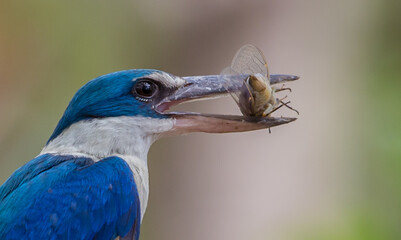 Collared kingfisher, White-collared kingfisher, Mangrove kingfisher