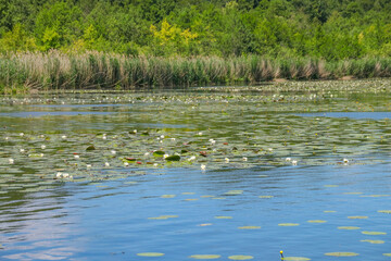 The popular nature reserve Wernsdorf lake (Wernsdorfer See) in federal state brandenburg - Germany