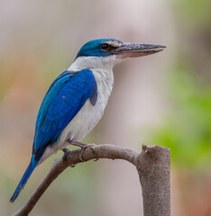 Collared kingfisher on branch tree in forest